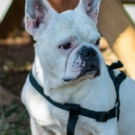 Программы лояльности казино с бонусами без депозита