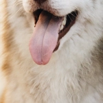 Смешные моменты в слоте The Dog House Megaways с собачками