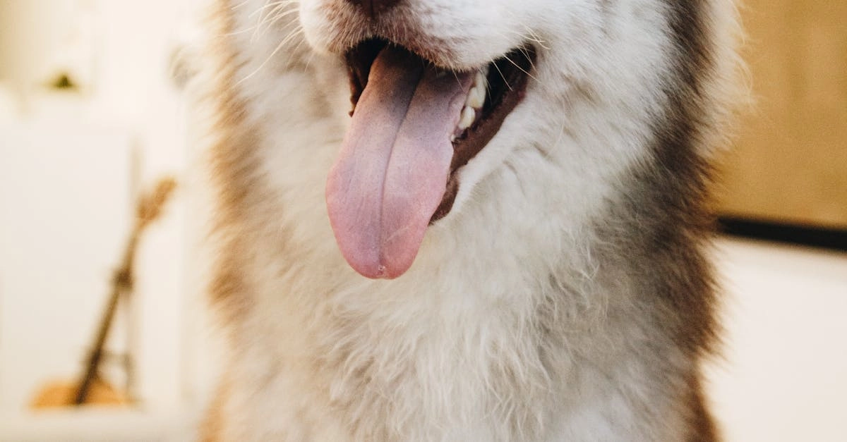 Смешные моменты в слоте The Dog House Megaways с собачками