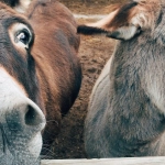 Веселая ферма со смешными животными в слоте Bigger Barn House Bonanza