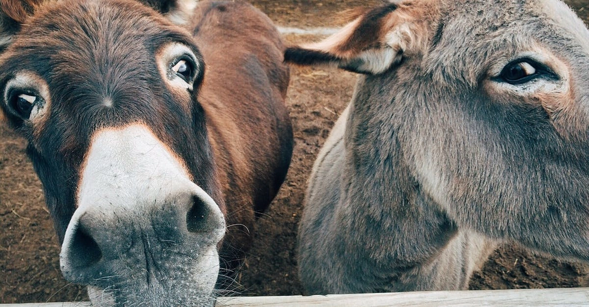 Веселая ферма со смешными животными в слоте Bigger Barn House Bonanza